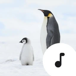 Penguin Sounds & Calls simgesi